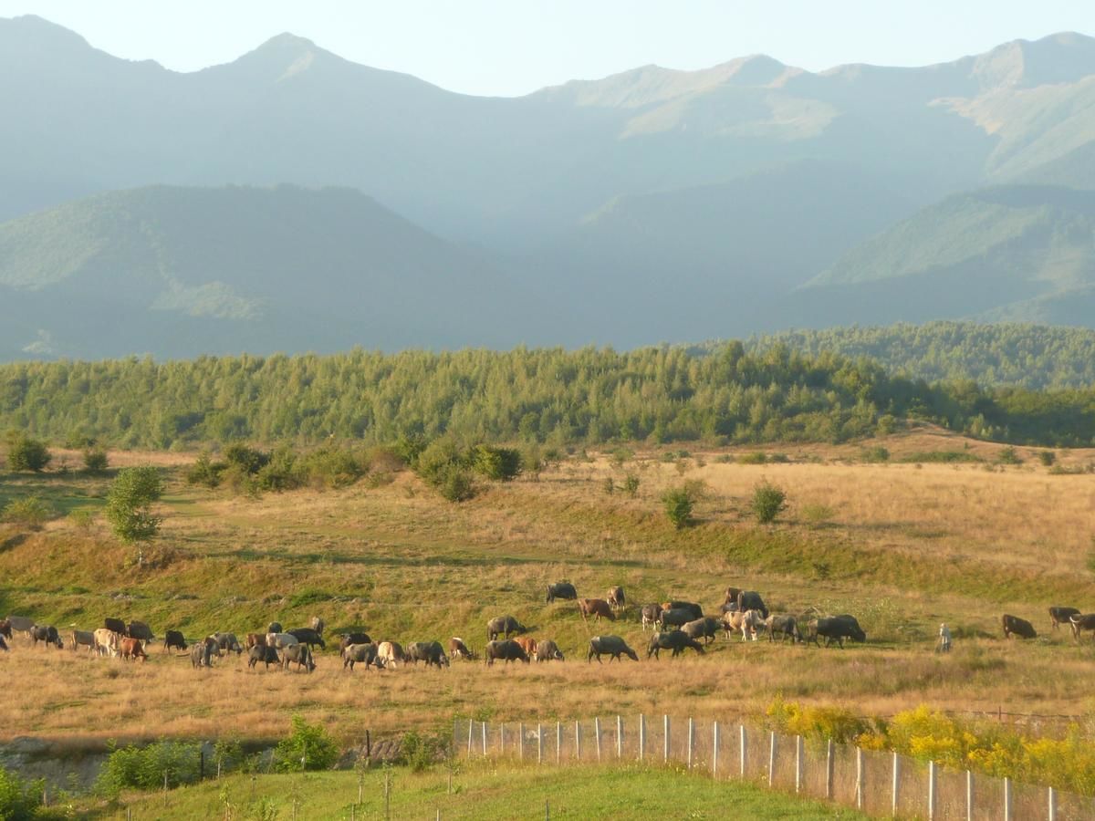 Гостевой дом La Curtea Porumbaceana Порумбаку-де-Сус-43