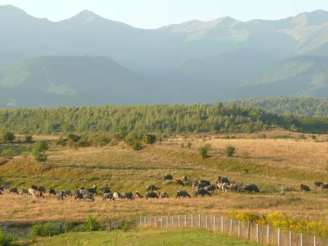 Гостевой дом La Curtea Porumbaceana Порумбаку-де-Сус-42